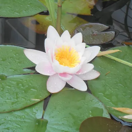 Διαμέρισμα Castello Vendeg Es Apartmanhaz *